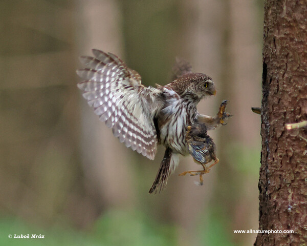 Sperlingskauz (Glaucidium passerinum)