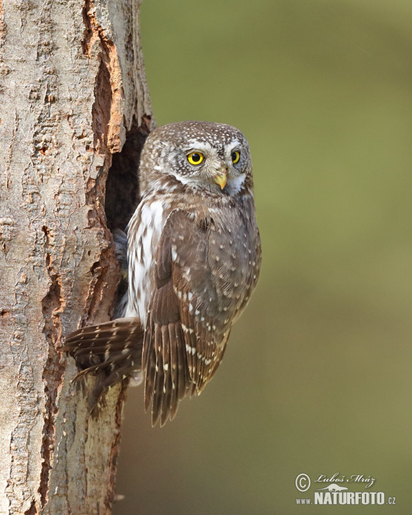 Sperlingskauz (Glaucidium passerinum)