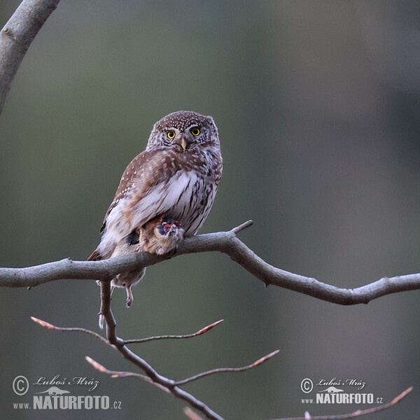 Sperlingskauz (Glaucidium passerinum)