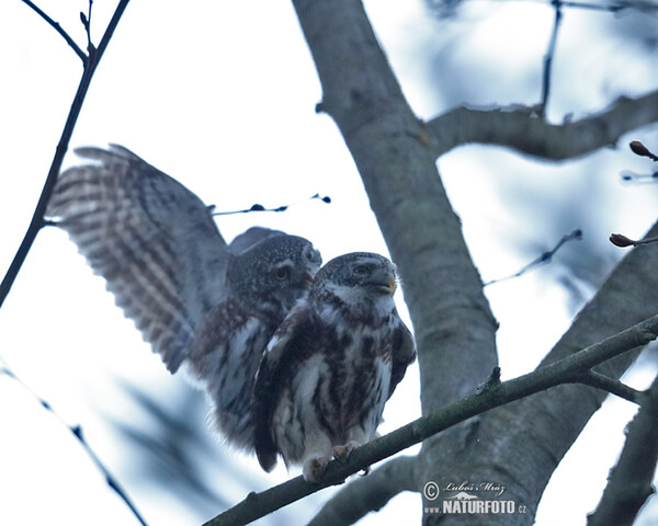 Sperlingskauz (Glaucidium passerinum)