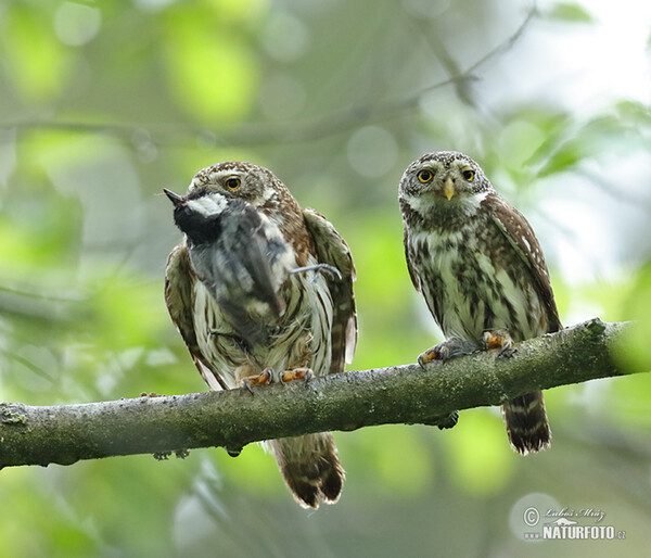 Sperlingskauz (Glaucidium passerinum)