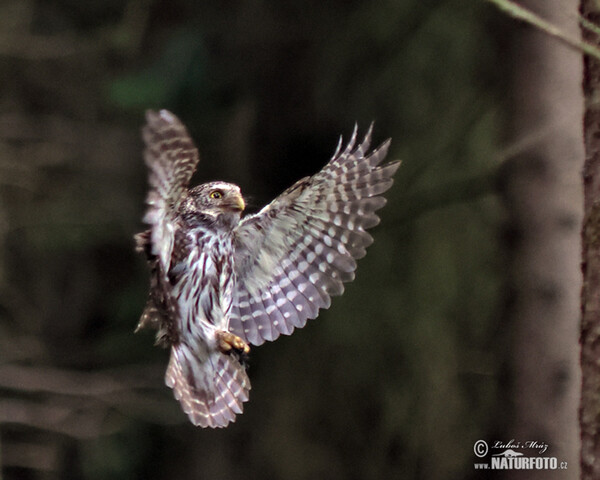Sperlingskauz (Glaucidium passerinum)