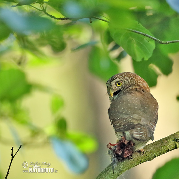 Sperlingskauz (Glaucidium passerinum)