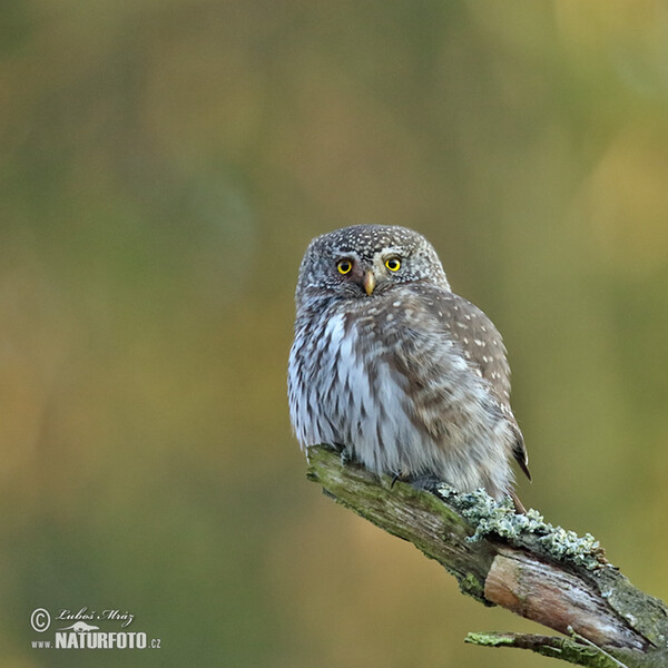 Sperlingskauz (Glaucidium passerinum)