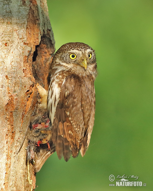 Sperlingskauz (Glaucidium passerinum)