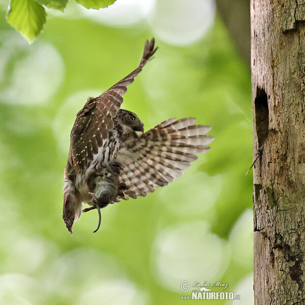 Sperlingskauz (Glaucidium passerinum)