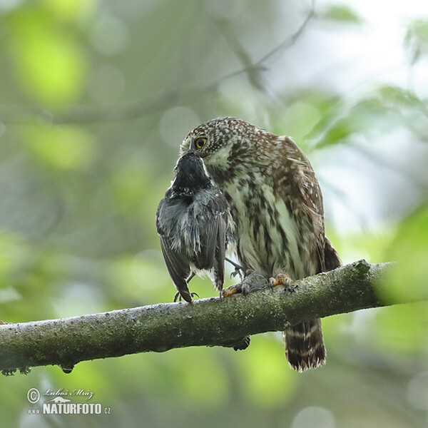 Sperlingskauz (Glaucidium passerinum)