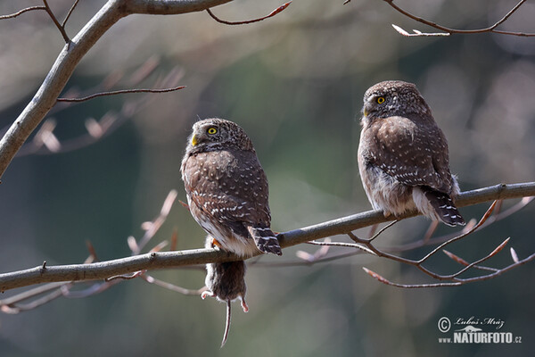 Sperlingskauz (Glaucidium passerinum)