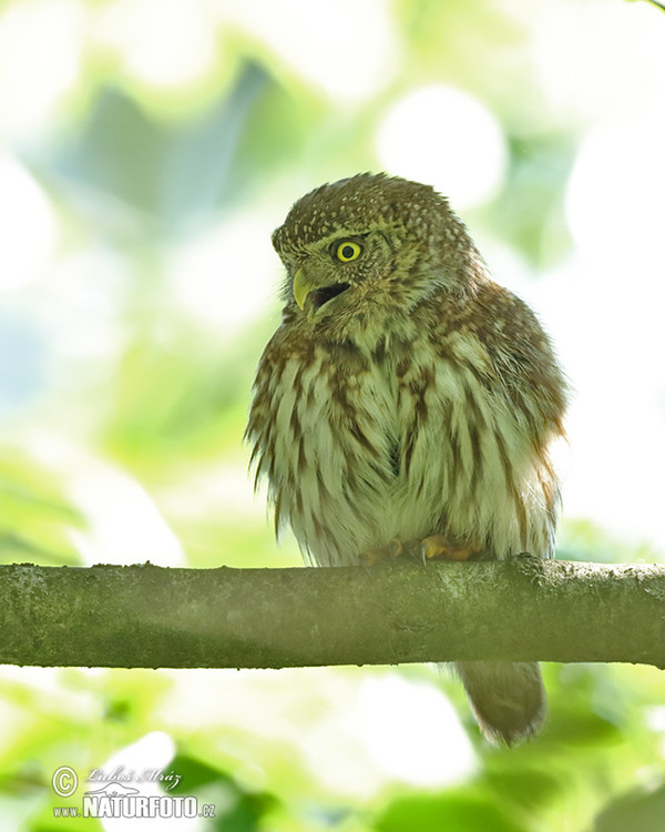 Sperlingskauz (Glaucidium passerinum)