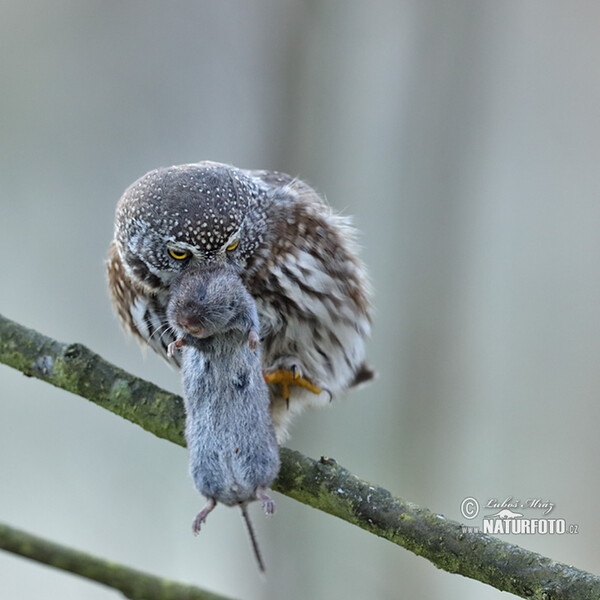 Sperlingskauz (Glaucidium passerinum)