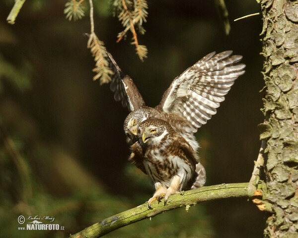 Sperlingskauz (Glaucidium passerinum)