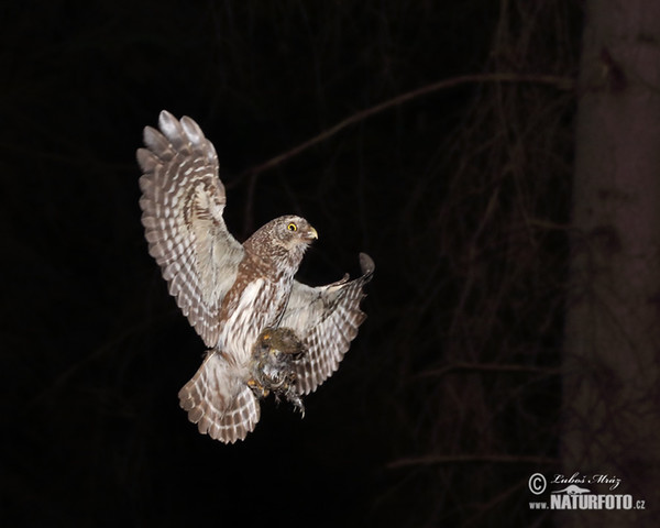 Sperlingskauz (Glaucidium passerinum)