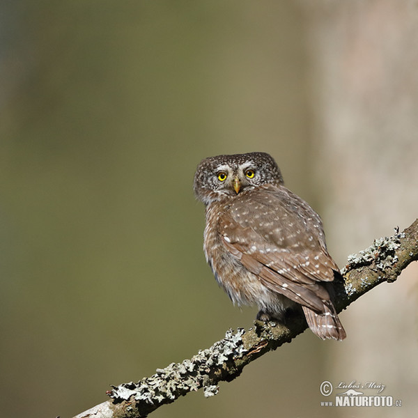 Sperlingskauz (Glaucidium passerinum)
