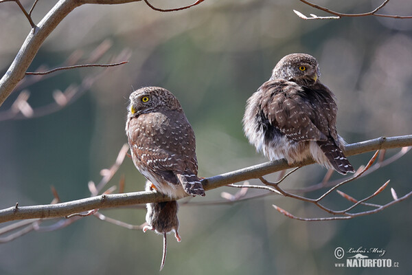 Sperlingskauz (Glaucidium passerinum)