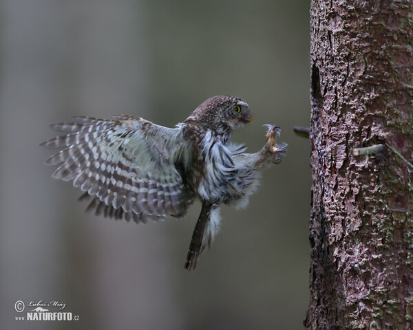 Sperlingskauz (Glaucidium passerinum)