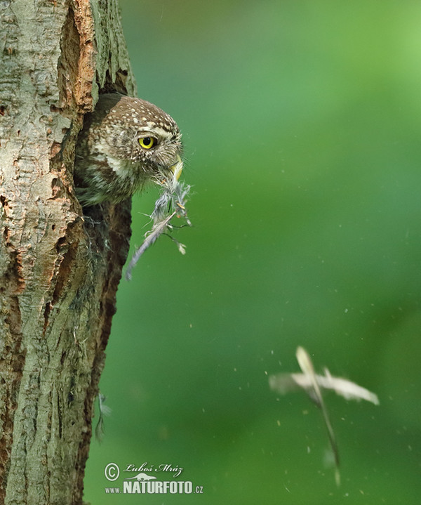 Sperlingskauz (Glaucidium passerinum)