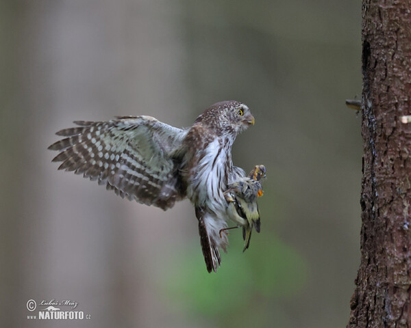 Sperlingskauz (Glaucidium passerinum)