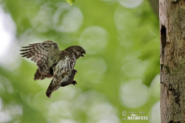 Sperlingskauz (Glaucidium passerinum)