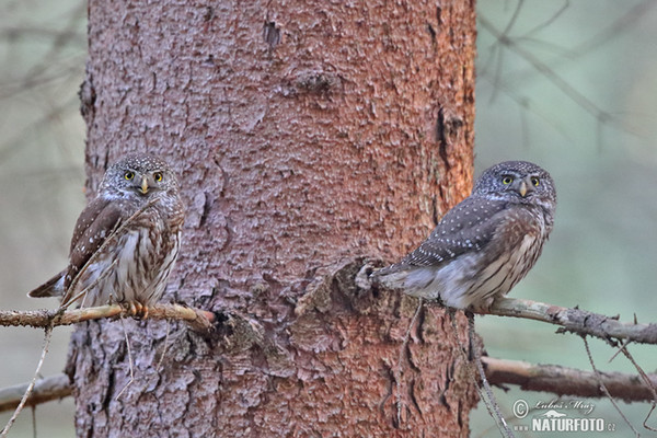 Sperlingskauz (Glaucidium passerinum)