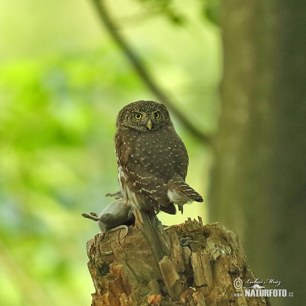 Sperlingskauz (Glaucidium passerinum)