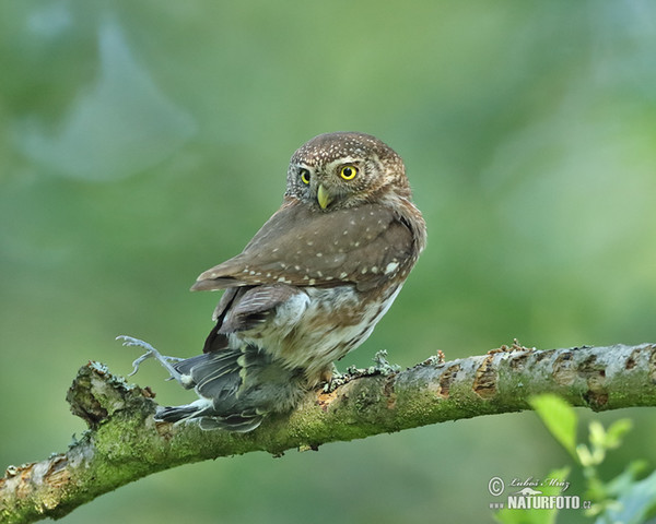 Sperlingskauz (Glaucidium passerinum)