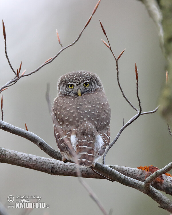 Sperlingskauz (Glaucidium passerinum)