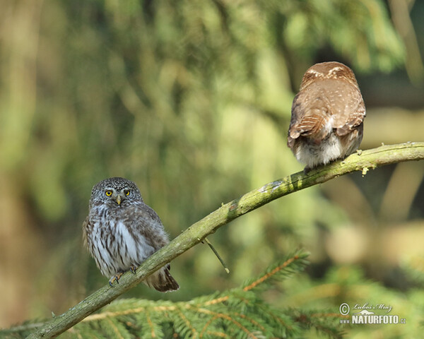 Sperlingskauz (Glaucidium passerinum)