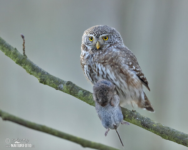 Sperlingskauz (Glaucidium passerinum)