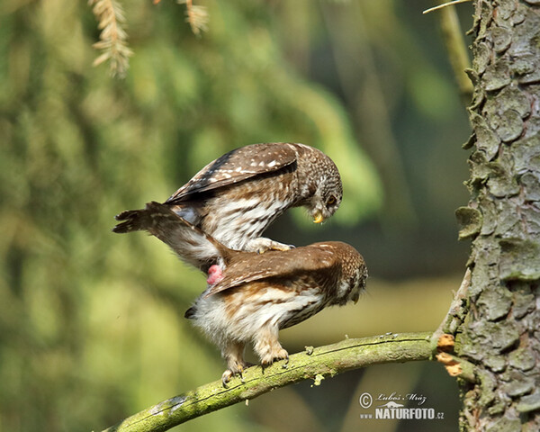 Sperlingskauz (Glaucidium passerinum)