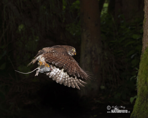 Sperlingskauz (Glaucidium passerinum)