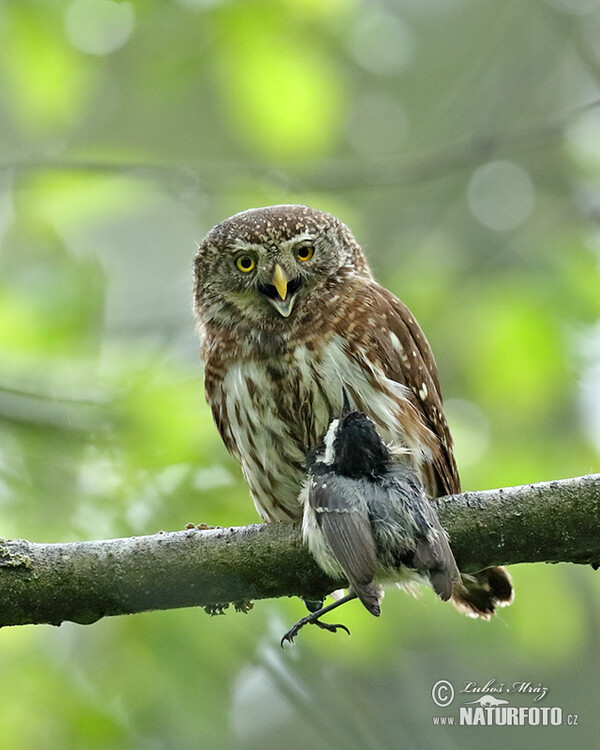 Sperlingskauz (Glaucidium passerinum)