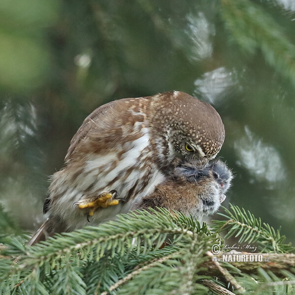 Sperlingskauz (Glaucidium passerinum)