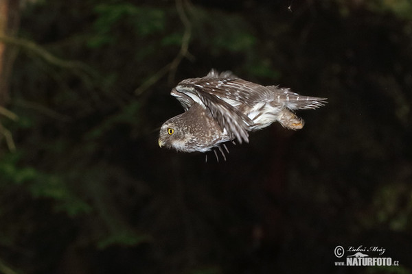 Sperlingskauz (Glaucidium passerinum)