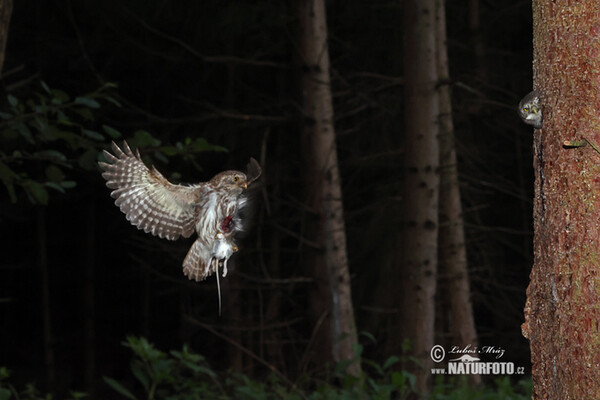 Sperlingskauz (Glaucidium passerinum)