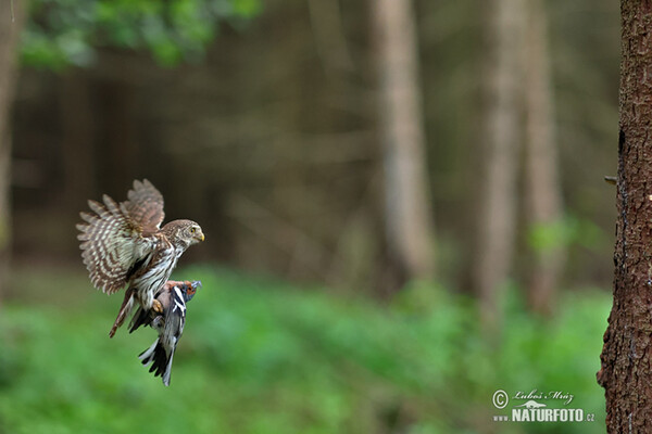 Sperlingskauz (Glaucidium passerinum)