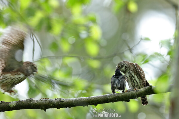 Sperlingskauz (Glaucidium passerinum)