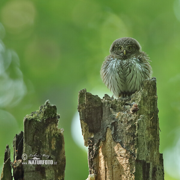 Sperlingskauz (Glaucidium passerinum)