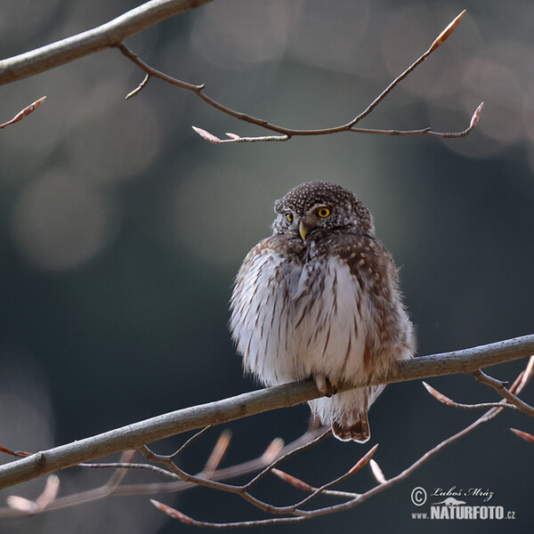 Sperlingskauz (Glaucidium passerinum)