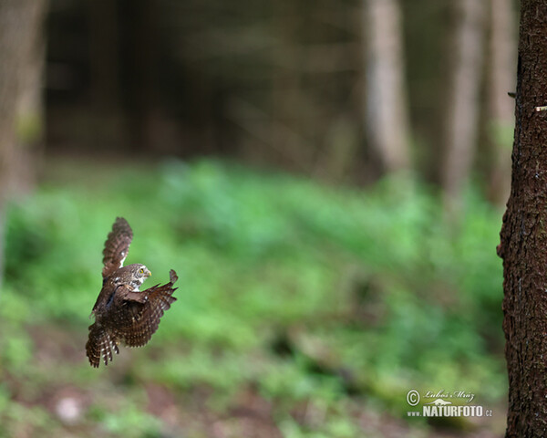 Sperlingskauz (Glaucidium passerinum)