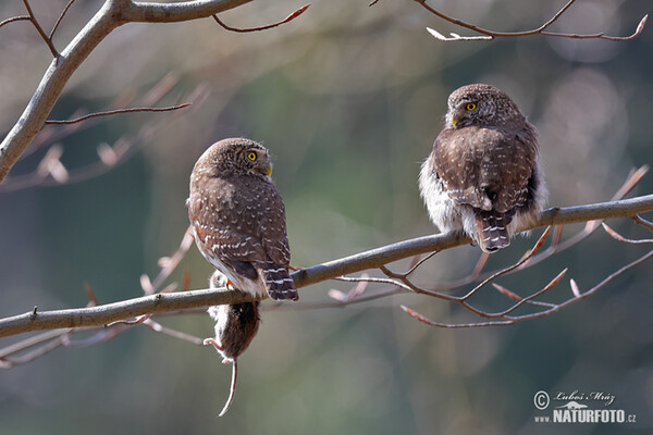 Sperlingskauz (Glaucidium passerinum)