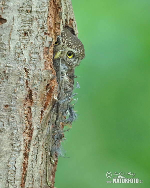 Sperlingskauz (Glaucidium passerinum)