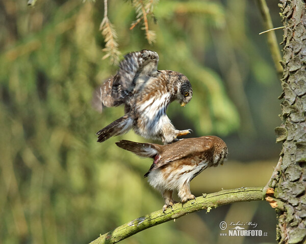 Sperlingskauz (Glaucidium passerinum)