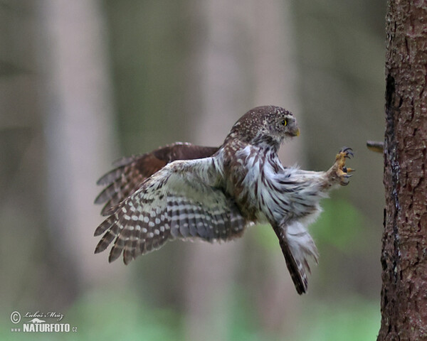 Sperlingskauz (Glaucidium passerinum)