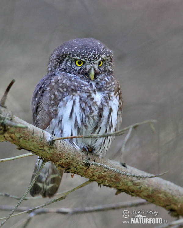 Sperlingskauz (Glaucidium passerinum)