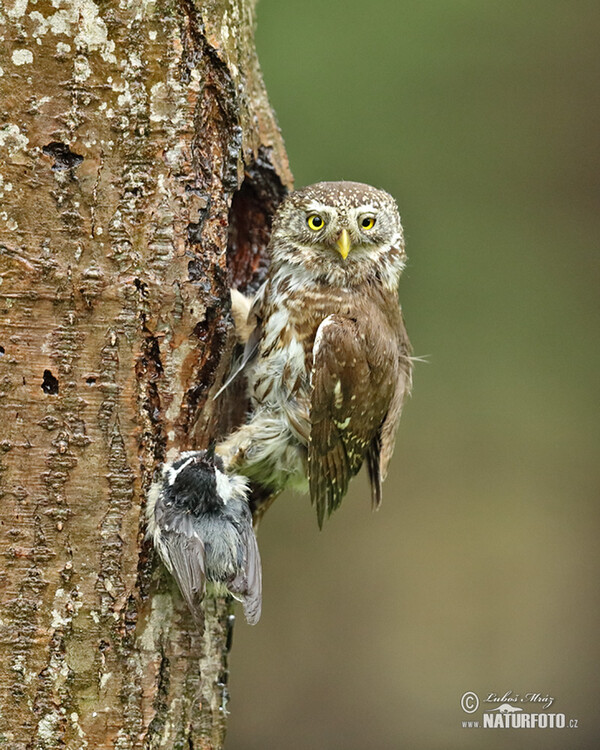 Sperlingskauz (Glaucidium passerinum)