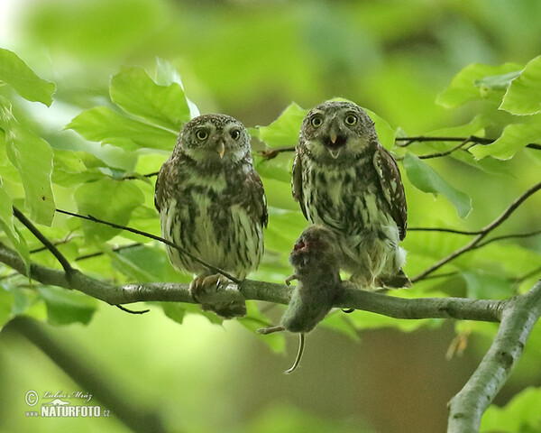 Sperlingskauz (Glaucidium passerinum)