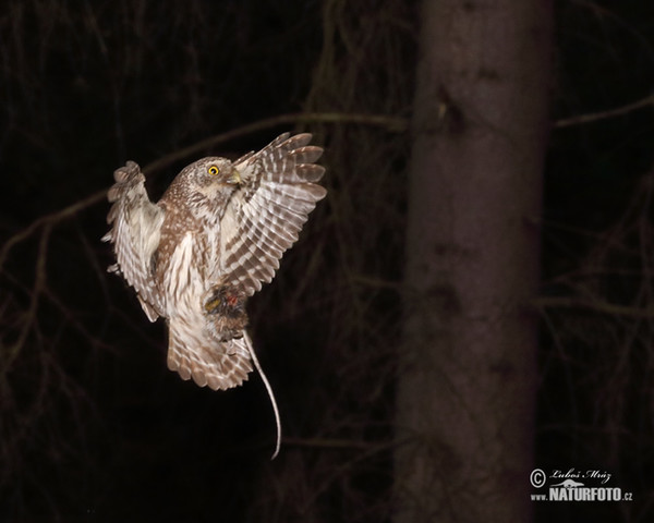 Sperlingskauz (Glaucidium passerinum)