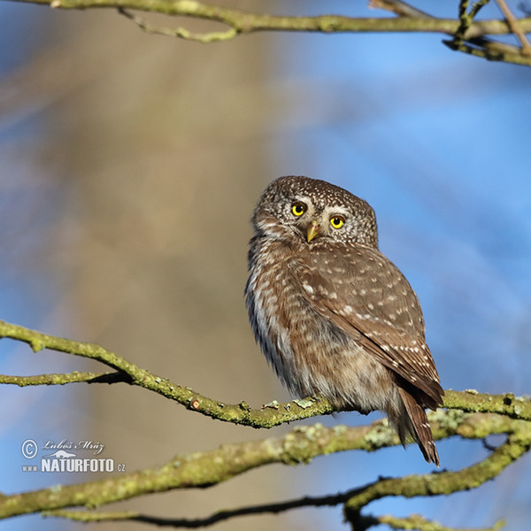 Sperlingskauz (Glaucidium passerinum)