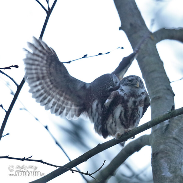 Sperlingskauz (Glaucidium passerinum)