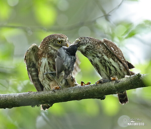 Sperlingskauz (Glaucidium passerinum)